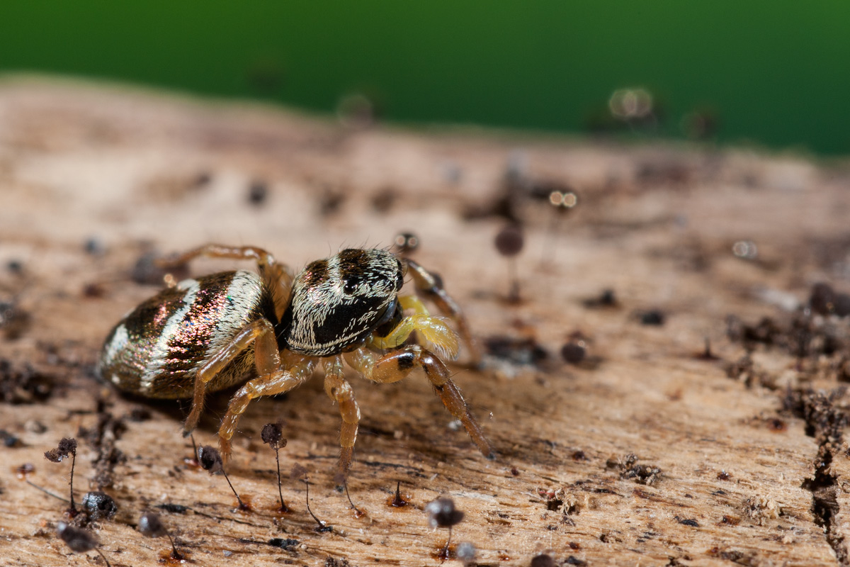 Heliophanus sp. - Follonica (GR)